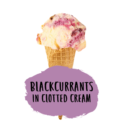 Marshfield Blackcurrants in Clotted Cream Ice Cream 5ltr